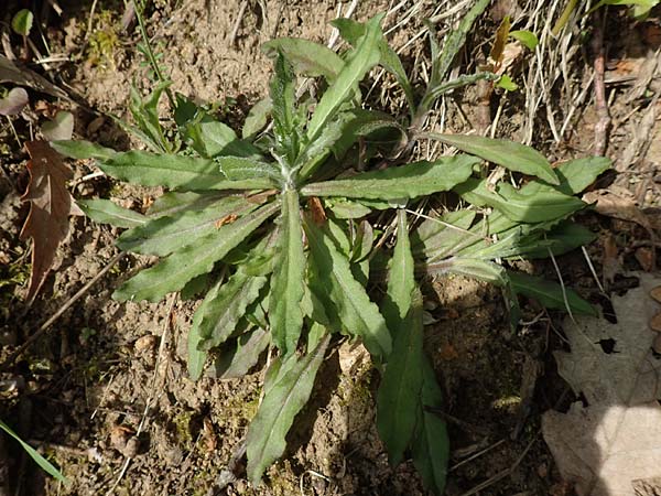Campanula rapunculus \ Rapunzel-Glockenblume / Rampion Bellflower, D Odenwald, Nieder-Beerbach 22.4.2016