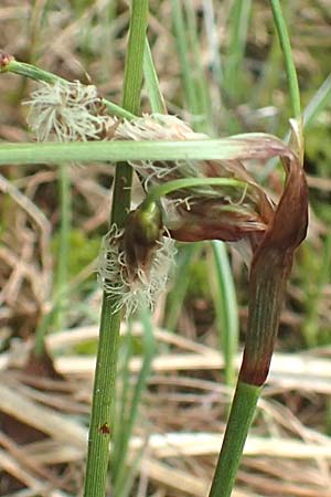 Eriophorum angustifolium \ Schmalbl�ttriges Wollgras / Common Cotton Grass, D Leutkirch 7.5.2016