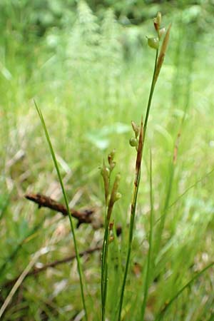 Carex alba \ Wei�e Segge / White Sedge, D Pfronten 9.6.2016