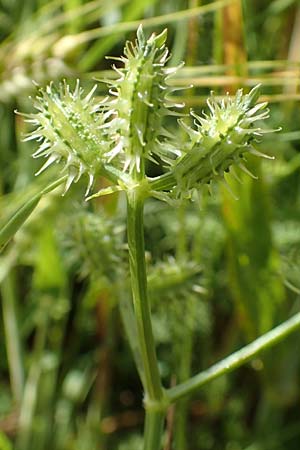 Caucalis platycarpos \ M�hren-Haftdolde / Small Bur Parsley, D Neuleiningen 15.6.2016