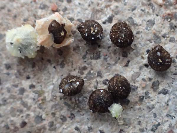 Chenopodium album \ Wei�er G�nsefu�, Wilde Melde / Fat Hen, D Laudenbach am Main 17.9.2016