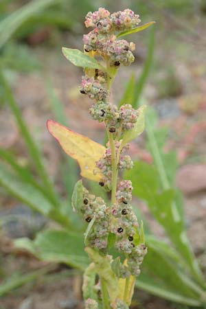 Chenopodium album \ Wei�er G�nsefu�, Wilde Melde / Fat Hen, D Laudenbach am Main 17.9.2016