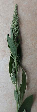 Chenopodium album \ Wei�er G�nsefu�, Wilde Melde / Fat Hen, D Mannheim 5.8.2017