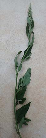 Chenopodium album \ Wei�er G�nsefu�, Wilde Melde / Fat Hen, D Mannheim 5.8.2017