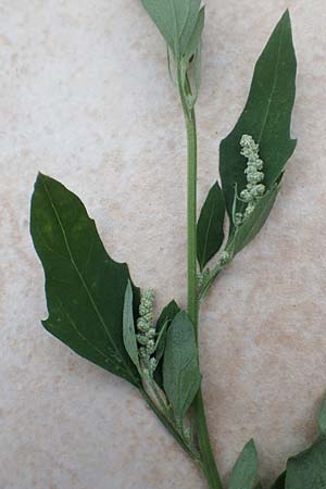 Chenopodium album \ Wei�er G�nsefu�, Wilde Melde / Fat Hen, D Mannheim 5.8.2017