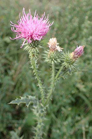 Carduus acanthoides \ Weg-Distel / Welted Thistle, D Mannheim 17.9.2017