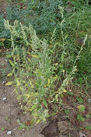 Chenopodium album \ Wei�er G�nsefu�, Wilde Melde / Fat Hen, D Wei&szlig;enthurm-Kaltenengers 27.9.2017