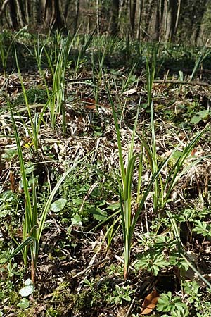Carex acutiformis \ Sumpf-Segge / Lesser Pond Sedge, D Bensheim 7.4.2018