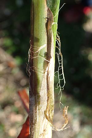 Carex acutiformis \ Sumpf-Segge / Lesser Pond Sedge, D Bensheim 7.4.2018