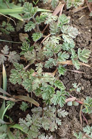 Caucalis platycarpos \ M�hren-Haftdolde / Small Bur Parsley, D Neuleiningen 8.4.2018