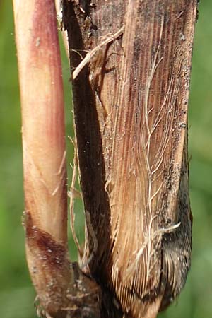 Carex acutiformis \ Sumpf-Segge / Lesser Pond Sedge, D Biebesheim 12.5.2018