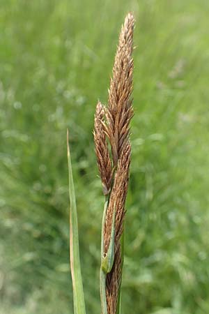 Carex acutiformis \ Sumpf-Segge / Lesser Pond Sedge, D Biebesheim 12.5.2018