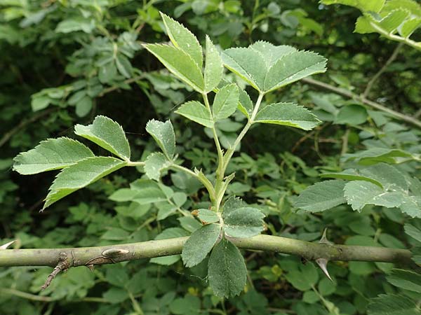 Rosa caesia \ Lederbl�ttrige Rose, Graugr�ne Rose / Northern Dog Rose, D Breuberg 13.5.2018