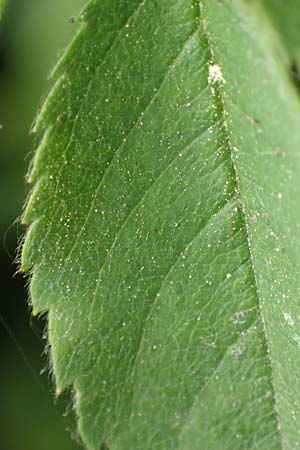 Rosa caesia \ Lederbl�ttrige Rose, Graugr�ne Rose / Northern Dog Rose, D Breuberg 13.5.2018
