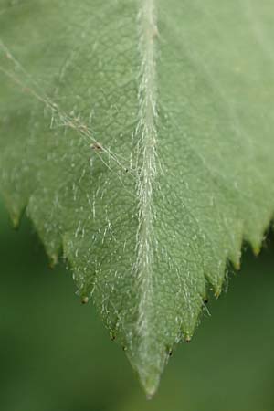 Rosa caesia \ Lederbl�ttrige Rose, Graugr�ne Rose / Northern Dog Rose, D Breuberg 13.5.2018