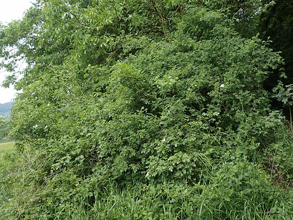 Rosa caesia \ Lederbl�ttrige Rose, Graugr�ne Rose / Northern Dog Rose, D Breuberg 13.5.2018