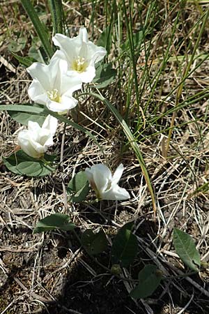 Convolvulus arvensis \ Acker-Winde / Field Bindweed, D Gro&szlig;-Gerau 28.5.2018