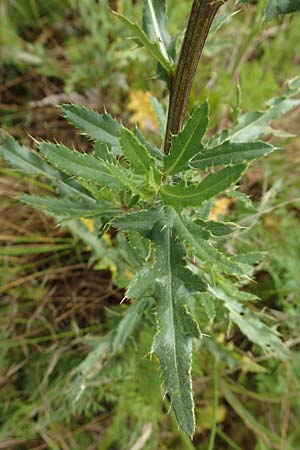 Cirsium arvense \ Acker-Kratzdistel / Creeping Thistle, D Gr&uuml;nstadt-Asselheim 21.6.2018