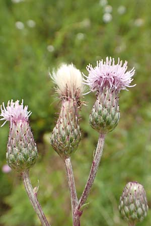 Cirsium arvense \ Acker-Kratzdistel / Creeping Thistle, D Gr&uuml;nstadt-Asselheim 21.6.2018