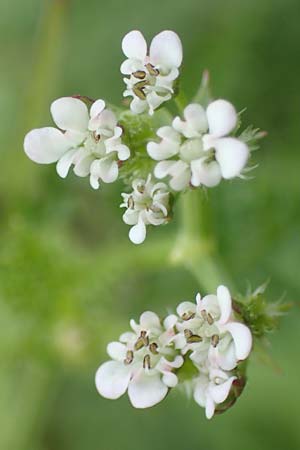 Caucalis platycarpos \ M�hren-Haftdolde / Small Bur Parsley, D Gr&uuml;nstadt-Asselheim 21.6.2018