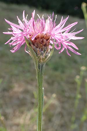 Centaurea pannonica \ �stliche Schmalbl�ttrige Flockenblume / Eastern Narrow-Leaved Brown Knapweed, D Philippsburg 7.7.2018