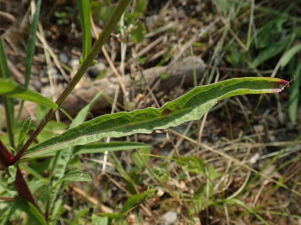 Centaurea pannonica \ �stliche Schmalbl�ttrige Flockenblume / Eastern Narrow-Leaved Brown Knapweed, D Philippsburg 7.7.2018