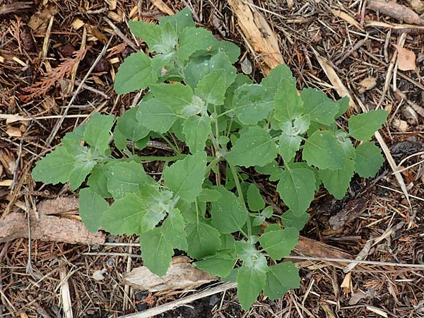 Chenopodium album \ Wei�er G�nsefu�, Wilde Melde / Fat Hen, D Werne 11.7.2018