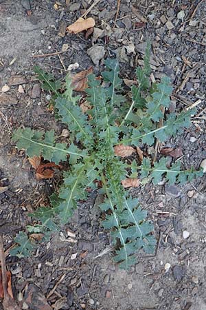 Carduus acanthoides \ Weg-Distel / Welted Thistle, D Mannheim 16.9.2018