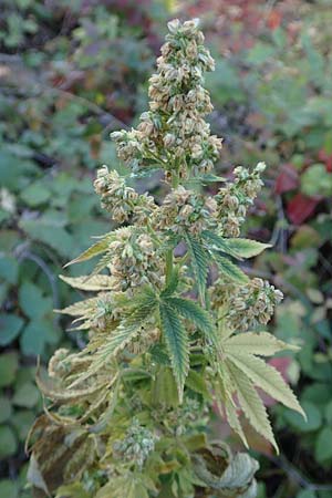 Cannabis sativa \ Hanf / Hemp, D Mannheim 14.10.2018