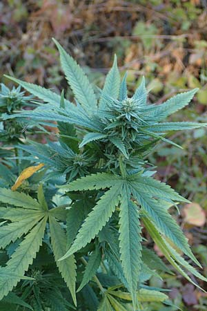 Cannabis sativa \ Hanf / Hemp, D Mannheim 14.10.2018