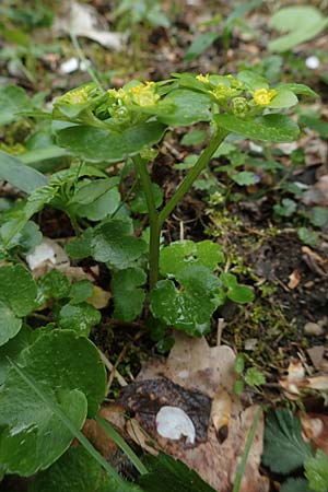 Chrysosplenium alternifolium \ Wechselbl�ttriges Milzkraut, Gold-Milzkraut / Alternate-Leaved Golden-Saxifrage, D Schalksm&uuml;hle 25.4.2019