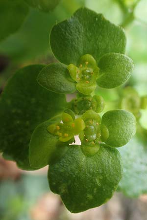 Chrysosplenium alternifolium \ Wechselbl�ttriges Milzkraut, Gold-Milzkraut / Alternate-Leaved Golden-Saxifrage, D Schalksm&uuml;hle 25.4.2019