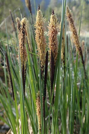 Carex acutiformis \ Sumpf-Segge / Lesser Pond Sedge, D Garmisch-Partenkirchen 2.5.2019