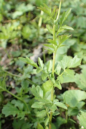 Cardamine amara \ Bitteres Schaumkraut / Large Bitter-Cress, D Schwaigen-Hinterbraunau 2.5.2019
