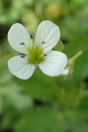 Cardamine amara \ Bitteres Schaumkraut / Large Bitter-Cress, D Schwaigen-Hinterbraunau 2.5.2019