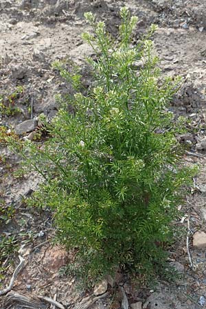 Cardamine impatiens \ Spring-Schaumkraut / Narrow-Leaved Bitter-Cress, D Odenwald, Hammelbach 26.5.2019