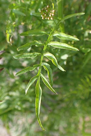 Cardamine impatiens \ Spring-Schaumkraut / Narrow-Leaved Bitter-Cress, D Odenwald, Hammelbach 26.5.2019
