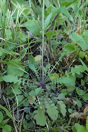 Arabidopsis arenosa \ Sand- / Sand Rock-Cress, D Schwarzwald/Black-Forest, Ottenh&ouml;fen 18.6.2019