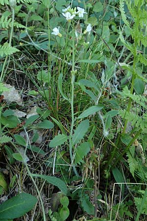 Arabidopsis arenosa \ Sand- / Sand Rock-Cress, D Schwarzwald/Black-Forest, Ottenh&ouml;fen 18.6.2019