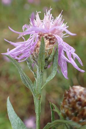 Centaurea pannonica \ �stliche Schmalbl�ttrige Flockenblume / Eastern Narrow-Leaved Brown Knapweed, D Ronshausen 29.7.2019