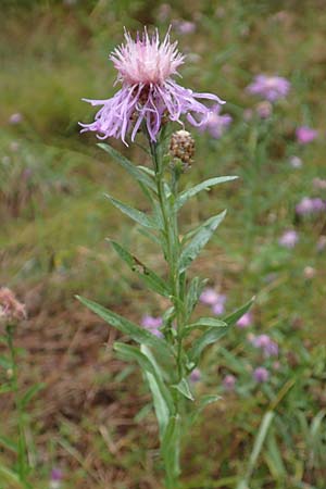 Centaurea pannonica \ �stliche Schmalbl�ttrige Flockenblume / Eastern Narrow-Leaved Brown Knapweed, D Ronshausen 29.7.2019