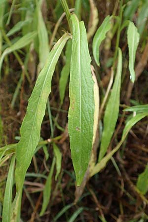 Centaurea pannonica \ �stliche Schmalbl�ttrige Flockenblume / Eastern Narrow-Leaved Brown Knapweed, D Ronshausen 29.7.2019
