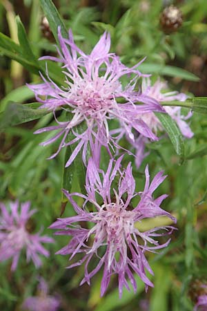 Centaurea pannonica \ �stliche Schmalbl�ttrige Flockenblume / Eastern Narrow-Leaved Brown Knapweed, D Ronshausen 29.7.2019