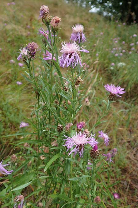 Centaurea pannonica \ �stliche Schmalbl�ttrige Flockenblume / Eastern Narrow-Leaved Brown Knapweed, D Ronshausen 29.7.2019