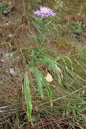 Centaurea pannonica \ �stliche Schmalbl�ttrige Flockenblume / Eastern Narrow-Leaved Brown Knapweed, D Ronshausen 29.7.2019