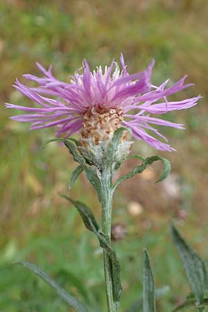 Centaurea pannonica \ �stliche Schmalbl�ttrige Flockenblume / Eastern Narrow-Leaved Brown Knapweed, D Ronshausen 29.7.2019