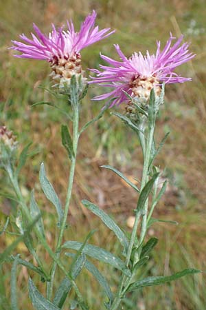 Centaurea pannonica \ �stliche Schmalbl�ttrige Flockenblume / Eastern Narrow-Leaved Brown Knapweed, D Ronshausen 29.7.2019