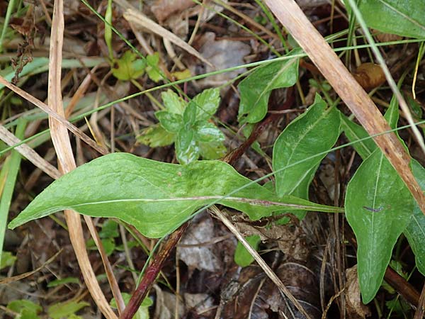 Centaurea pannonica \ �stliche Schmalbl�ttrige Flockenblume / Eastern Narrow-Leaved Brown Knapweed, D Ronshausen 29.7.2019