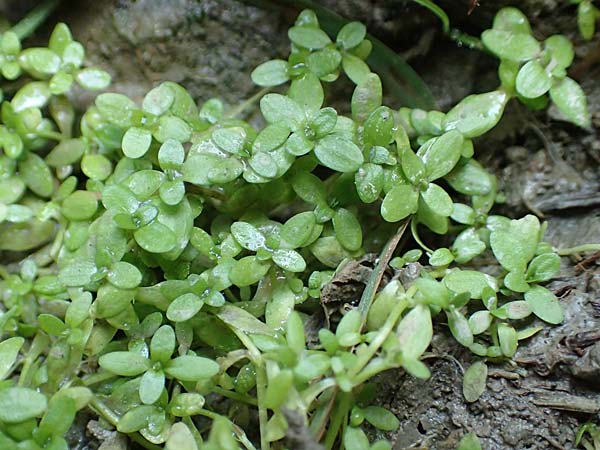 Callitriche cophocarpa \ Stumpfkantiger Wasserstern / Long-Styled Water Starwort, D Vaihingen-Ensingen 11.9.2019