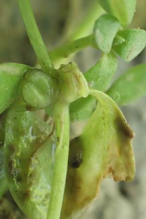 Callitriche cophocarpa \ Stumpfkantiger Wasserstern / Long-Styled Water Starwort, D Vaihingen-Ensingen 11.9.2019